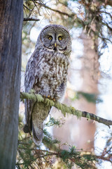Great grey owl