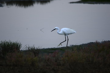 egrets