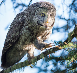 Great grey owl