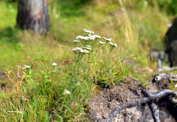 Yarrow flowers in summer forest.