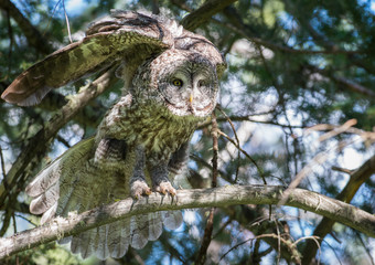 Great grey owl
