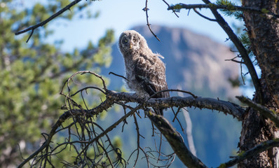 Great grey owl