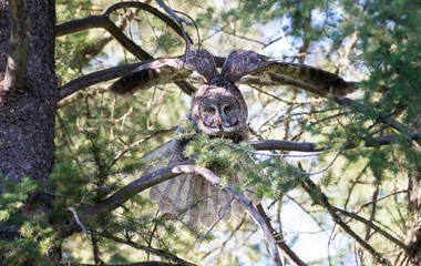 Great grey owl