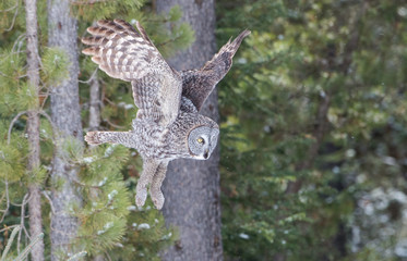 Great grey owl