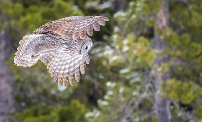 Great grey owl