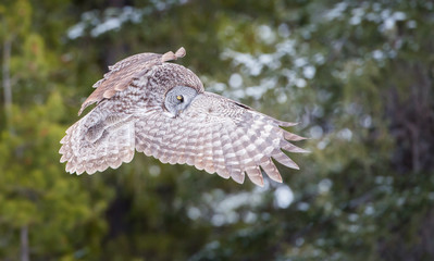 Great grey owl