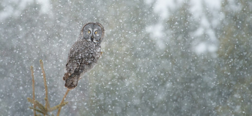 Great grey owl