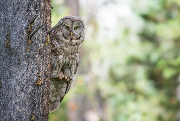 Great grey owl