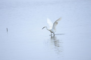 egrets