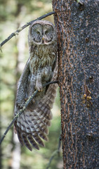 Great grey owl