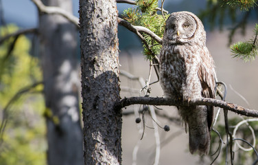Great grey owl