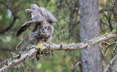 Great grey owl