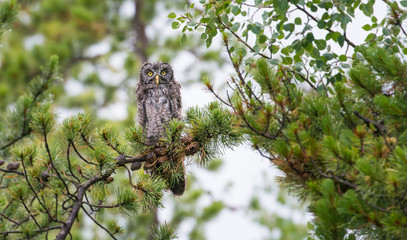 Great grey owl
