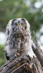 Great grey owl