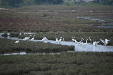 egrets