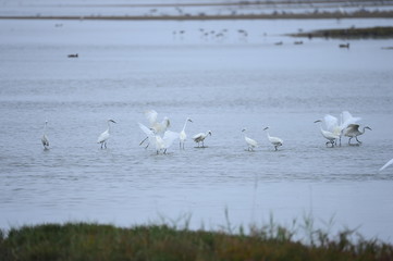 Fototapeta na wymiar egrets
