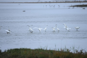 egrets