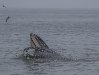 Fototapeta premium Whales in Northern California