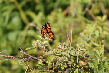 Monarch Butterfly on plant in Dusk sunlight