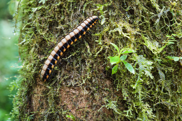 Flat-backed millipede on tree