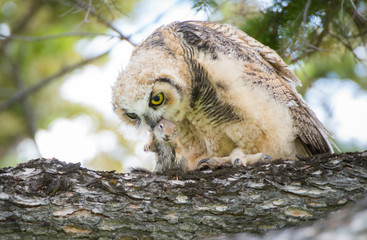 Great Horned Owl