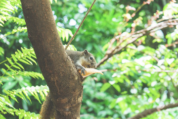 Squirrels eat a fruit on tree