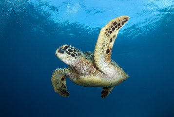 Obraz na płótnie Canvas underwater photos, macro photography, sea animals