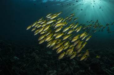 Fototapeta na wymiar underwater photos, macro photography, sea animals