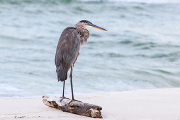 Great blue heron on a white sand beach.