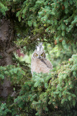 Great Horned Owl