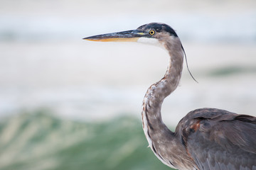 Great blue heron close up.