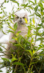 Great Horned Owl