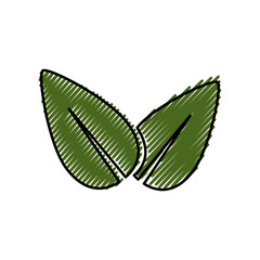 Leaves eco symbol icon vector illustration graphic design