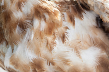 Soft and tender bird feathers extreme closeup background pattern