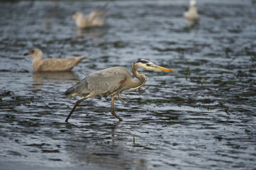 Great Blue Heron (Ardea herodias)