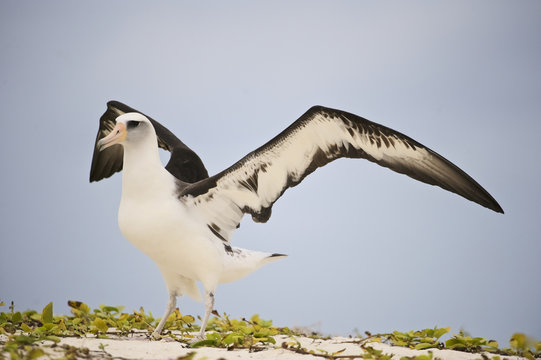 Laysan Albatross (Phoebastria immutabilis), Midway Atoll, Northwestern Hawaiian Islands