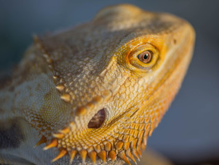 Fototapeta premium Lush trees