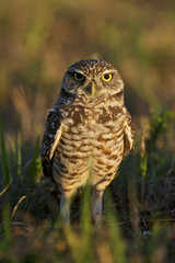 Burrowing Owl (Athene cunicularia floridana), Florida