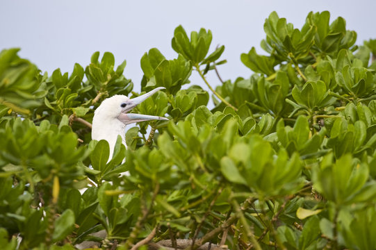Red-footed Booby (Sula sula) white phase nesting in Naupaka plant. Midway Atoll, Hawaii
