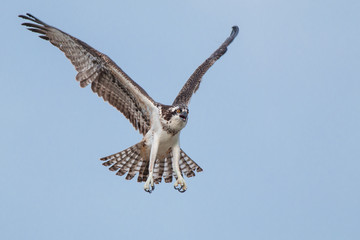 Osprey in flight with wings spread.