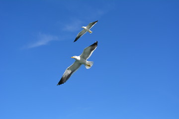 vôo das gaivotas