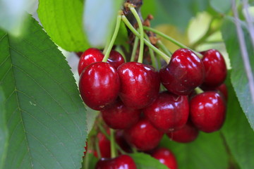 Large cherry