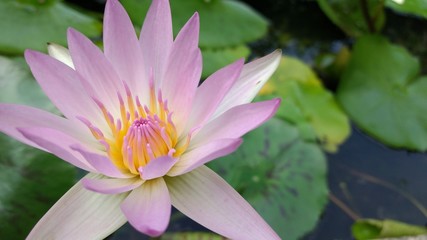 lotus in the morning