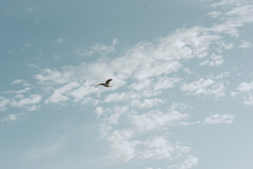 Vuelo Minimalista