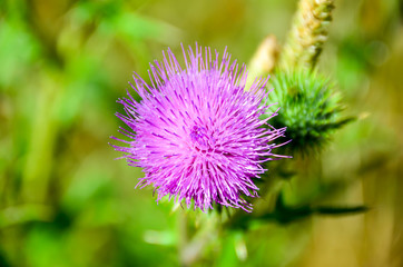 Purple flower close up