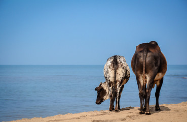 Cow butts on beach