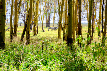 Zebra and tall trees