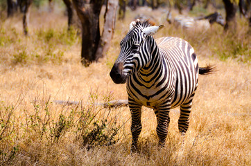 Zebra looking away