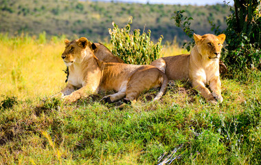 Lion pride sitting