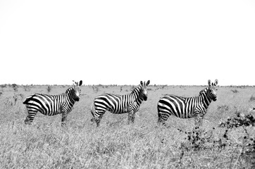 Fototapeta na wymiar Three Zebras